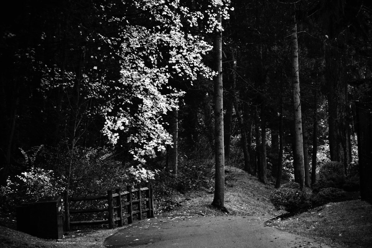Landscapes Winner: “Into the Woods” by Ariana Carrasco