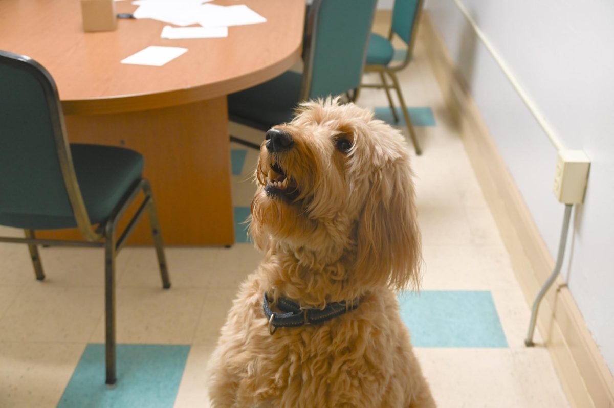 Dr. Boudreau's dog, Auggie