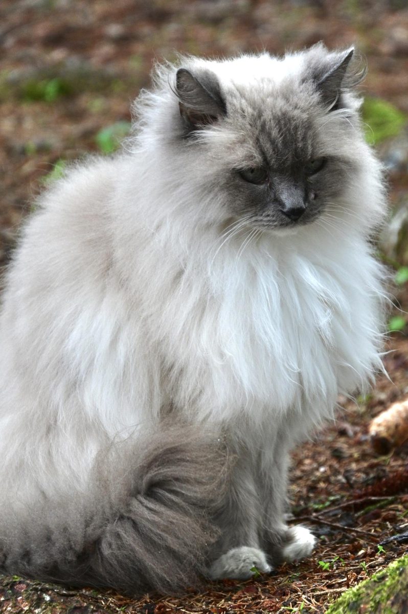 Blue the Cat